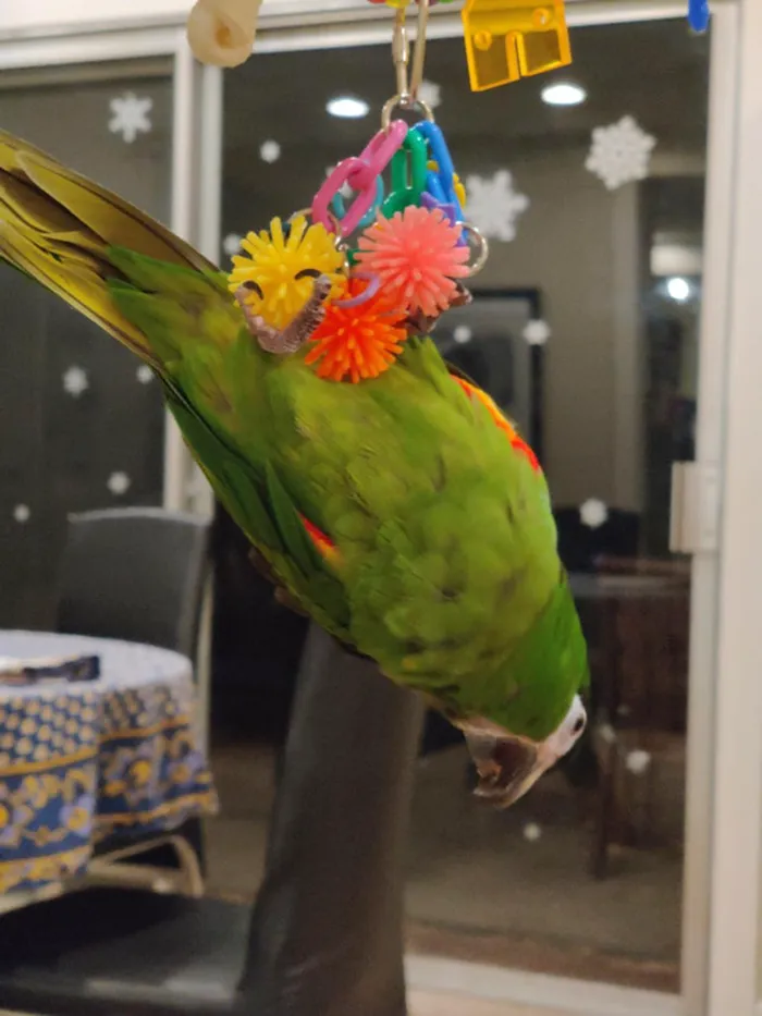 Not Mine, But My Friends Bird Named Cass!
