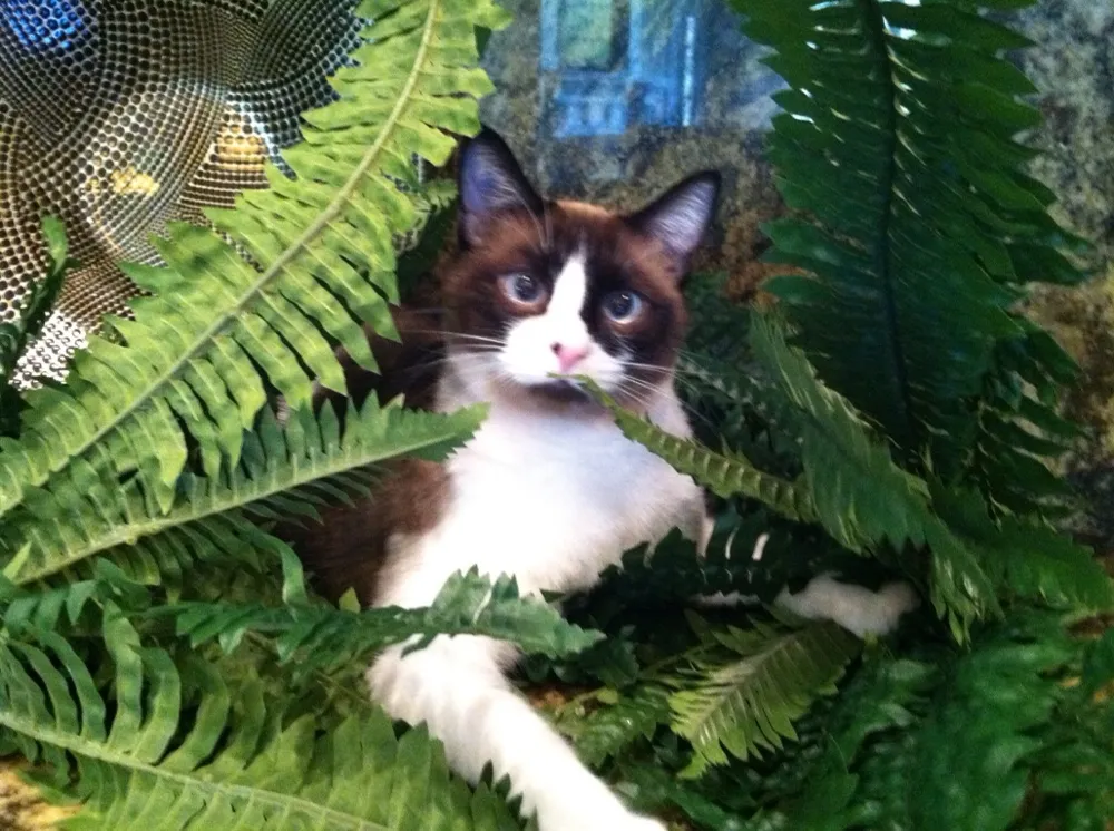 Handsome Herman