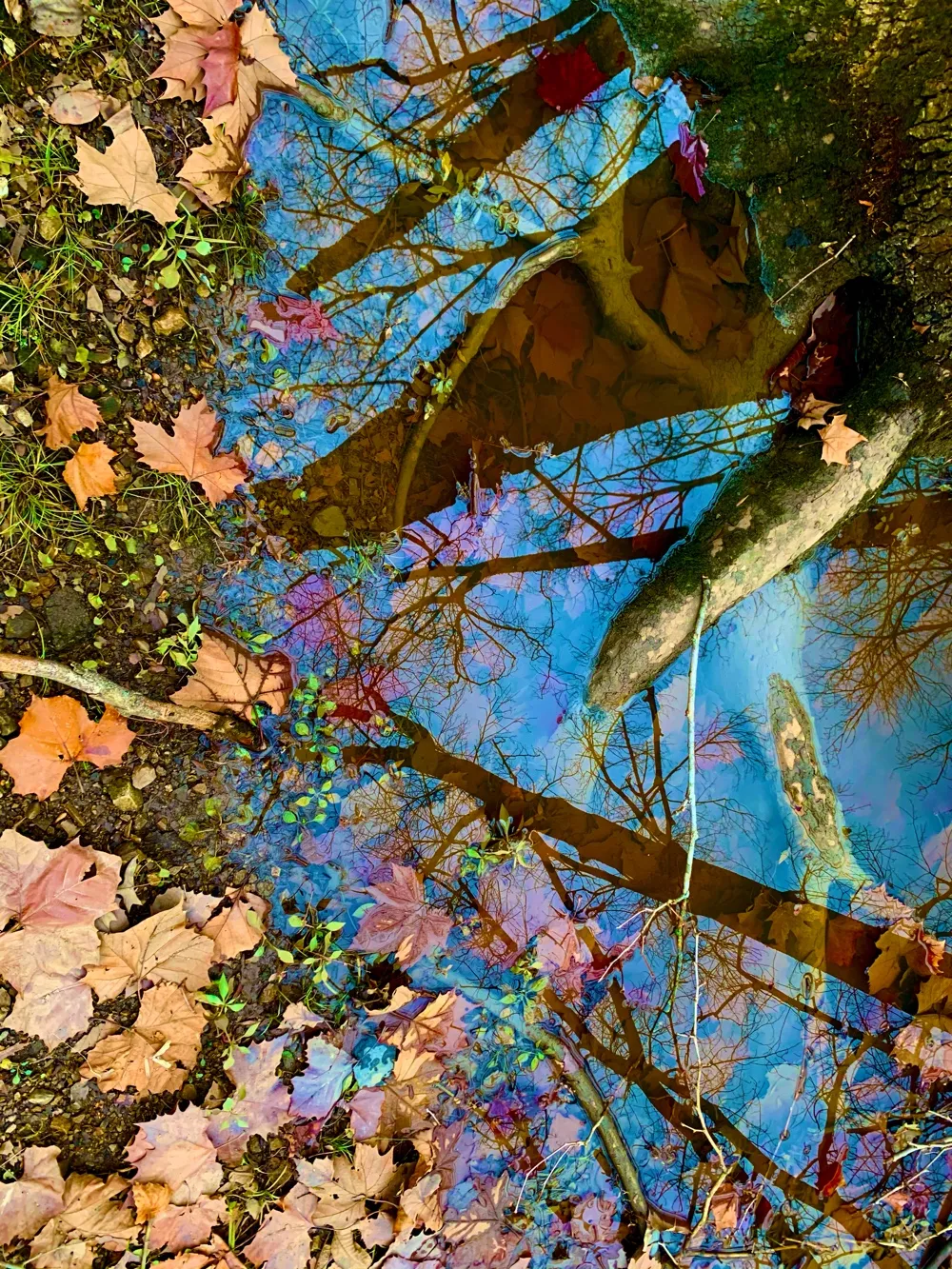 Leaves In Water