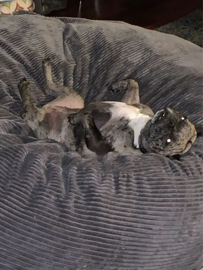 This Is Agnes. Occasionally She Looks Cursed