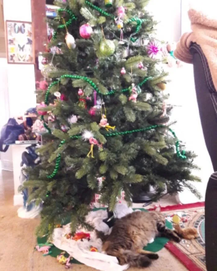 My Sister-In-Law Sent This The Other Day. It’s Gizmo (Pictured) And Danny’s First Christmas.