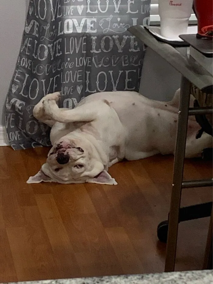 My Dog Sparkle