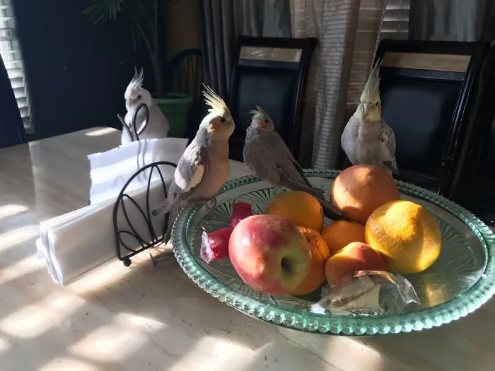 Family Of Cockatiels