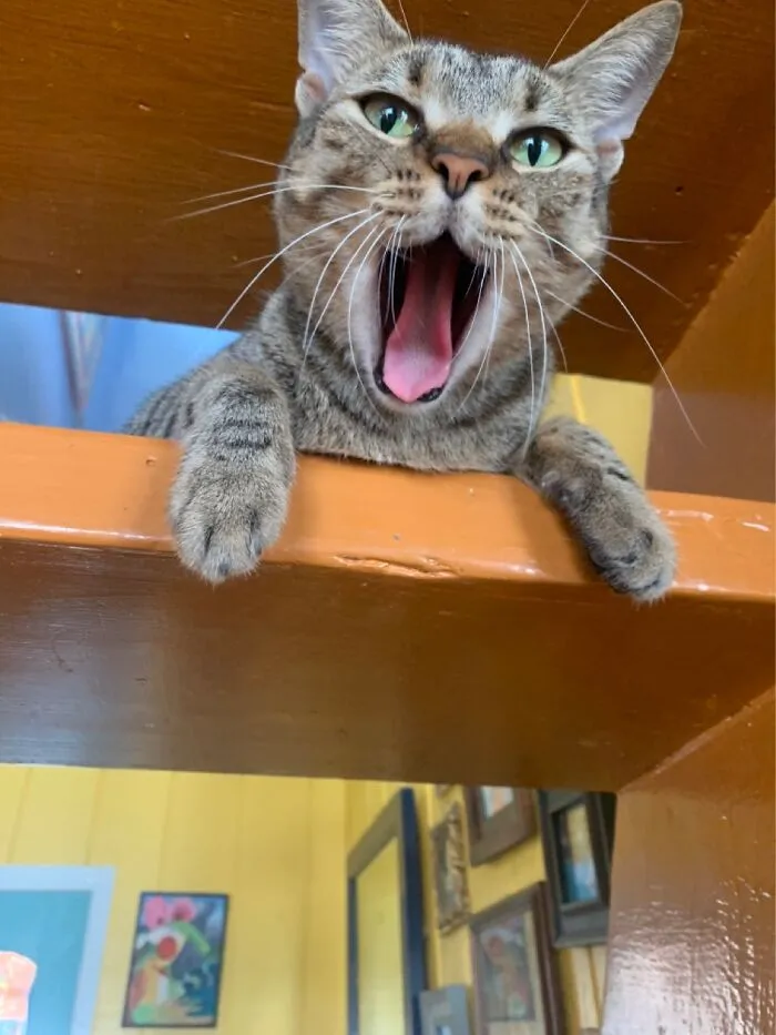 She’s Screaming For Wet Food