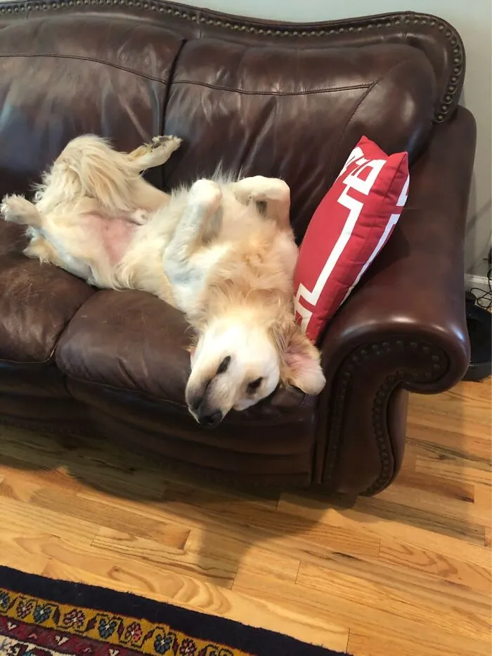 Skipper, On “His” Couch