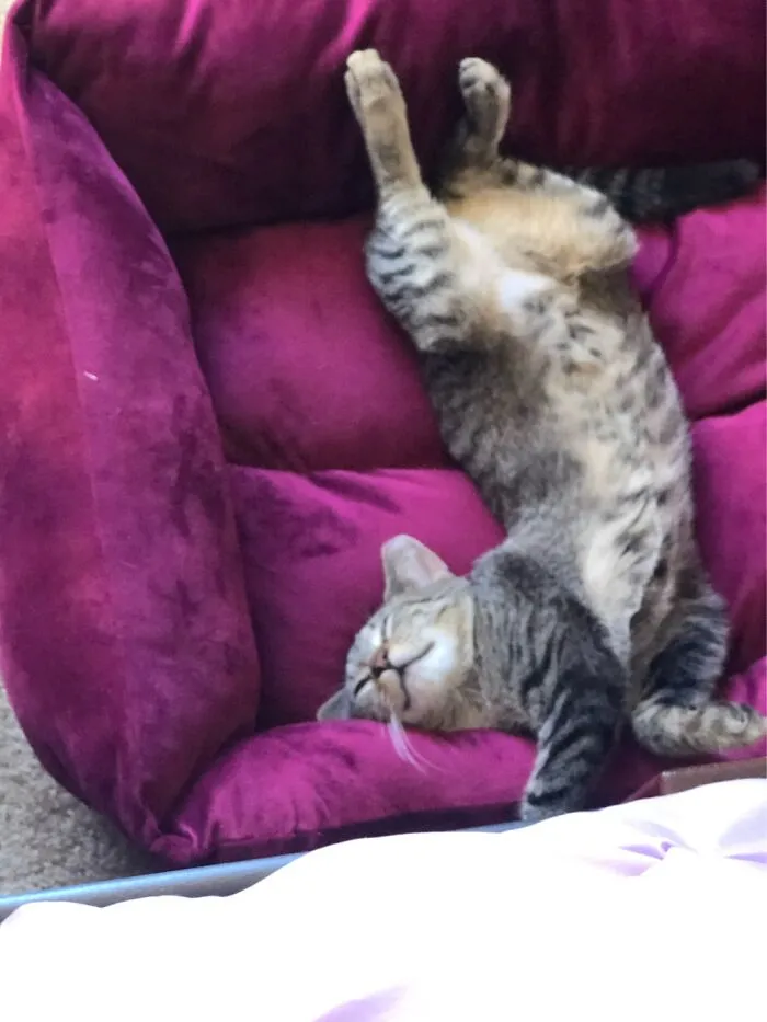 My Flexible Starr