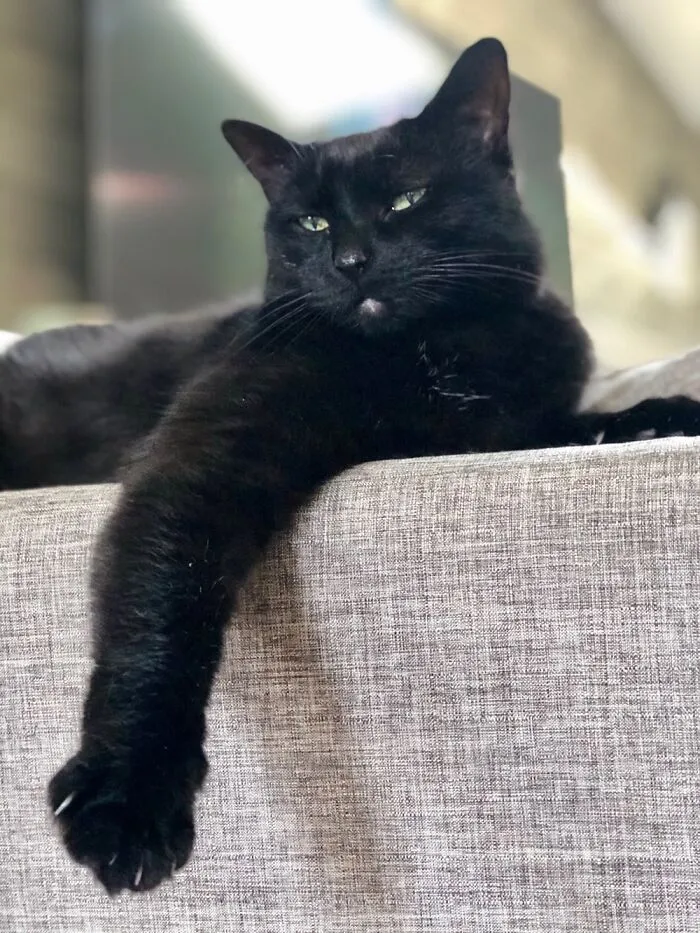 Worship Me Hooman.