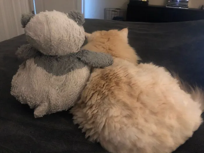 Peekers The Adventurous Persian And His Buddy