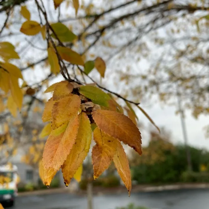 Just Some Leaves