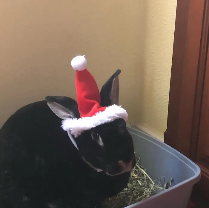 🎄🐰 Bella!