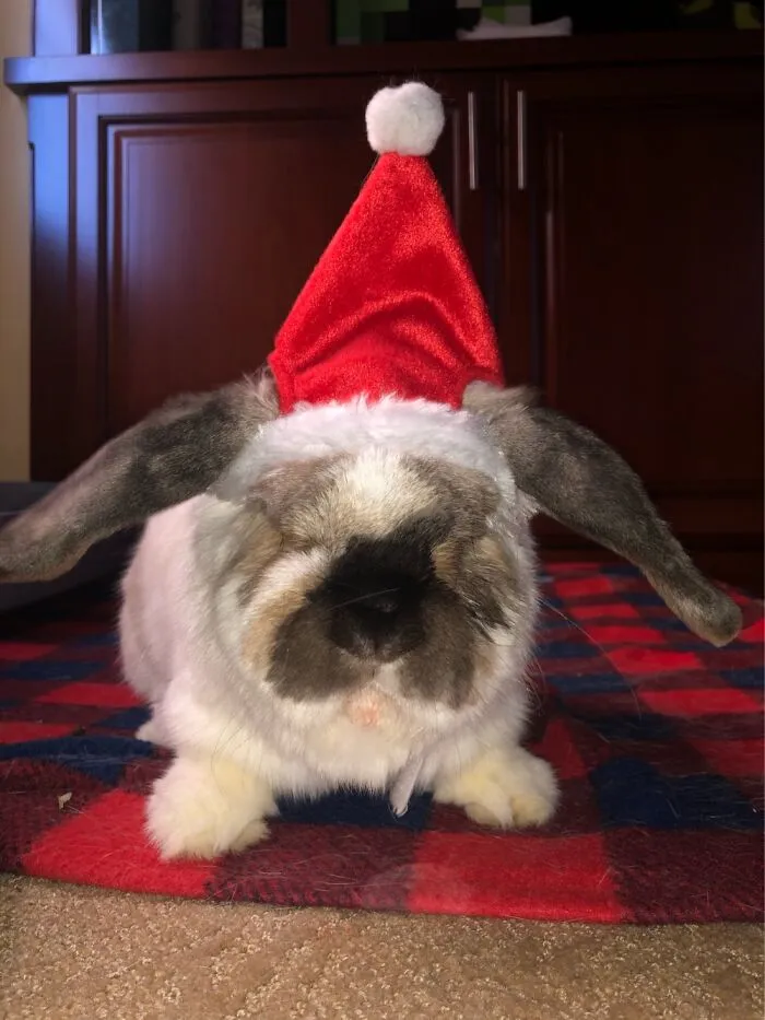 I Adopted 5yo, Lop Bunny, Gerald, At The Beginning This Year.