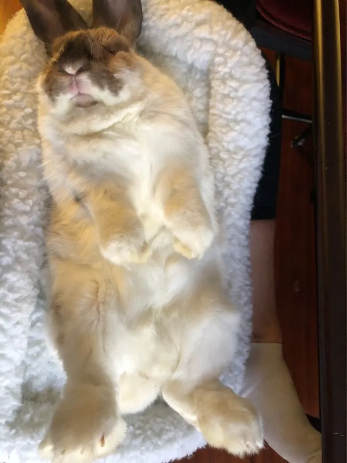 Dozing Off After A Grooming Session