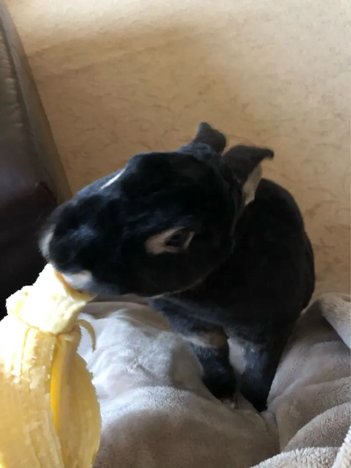Give Me Banana Hooman!