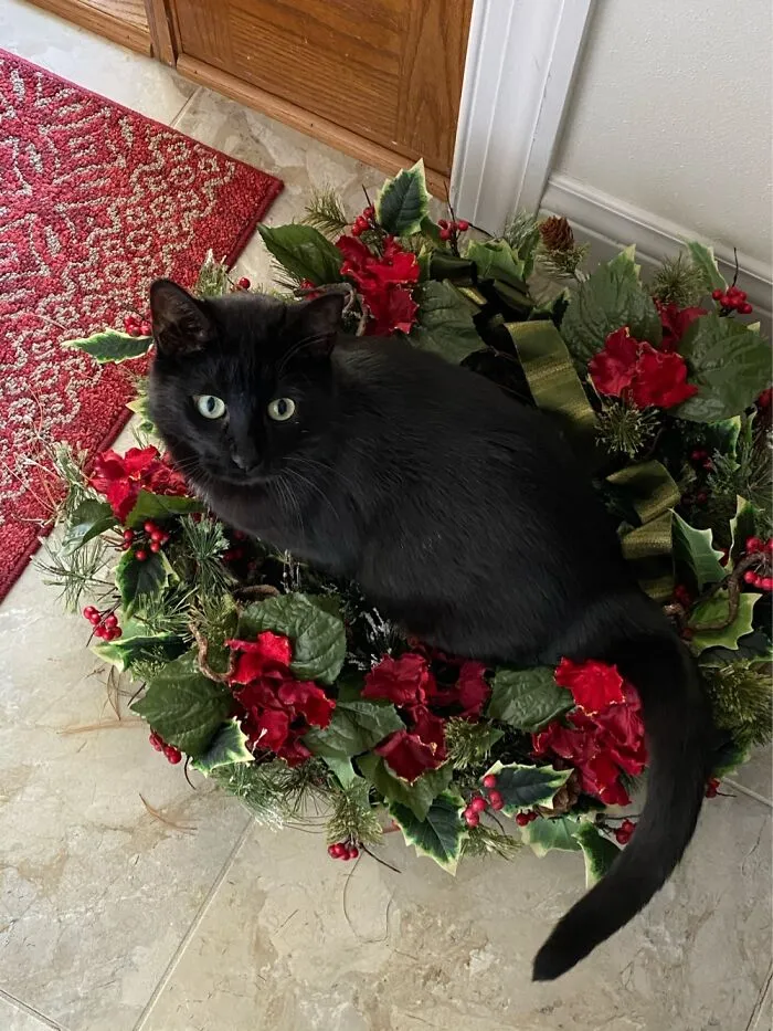 Gadget, Santa’s Little Helper!