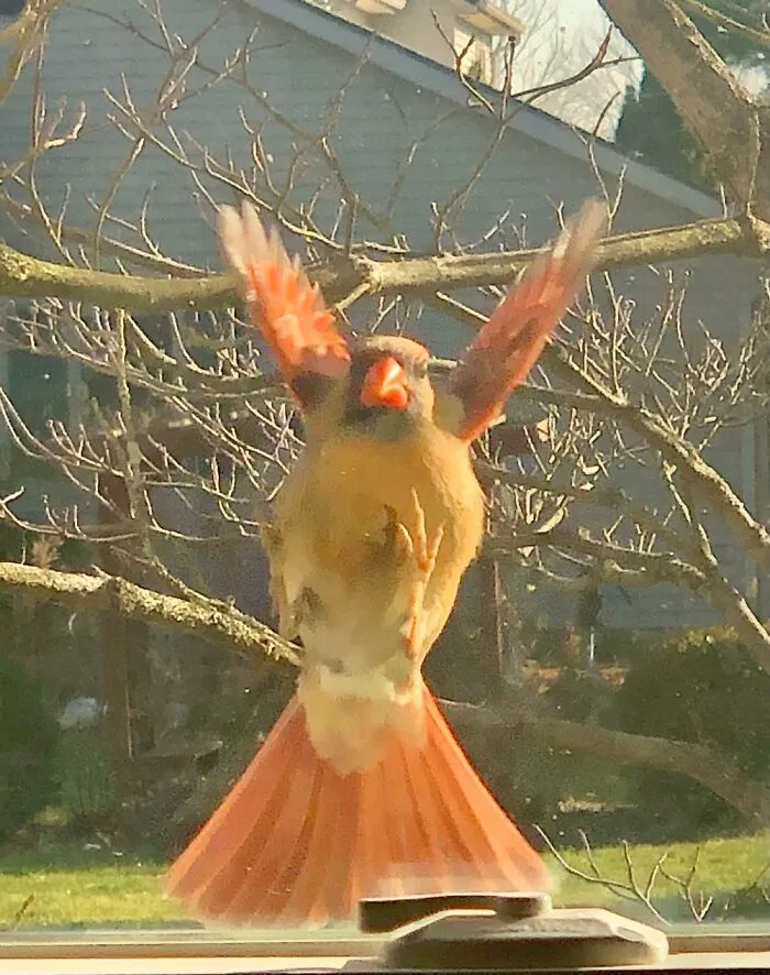 Trying To Get In My Home Office Window