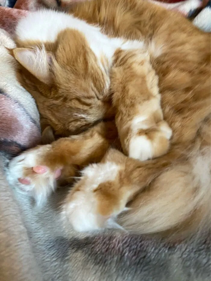 Teddy - So Hard To Pick Just One Picture As He Is Incredibly Photogenic