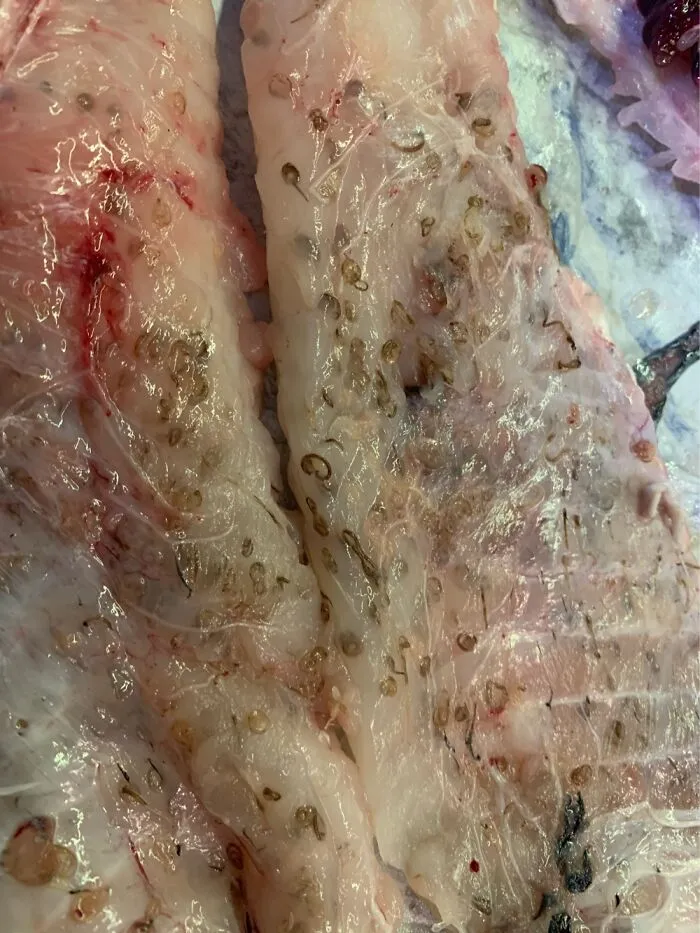 Hake With Anisakis