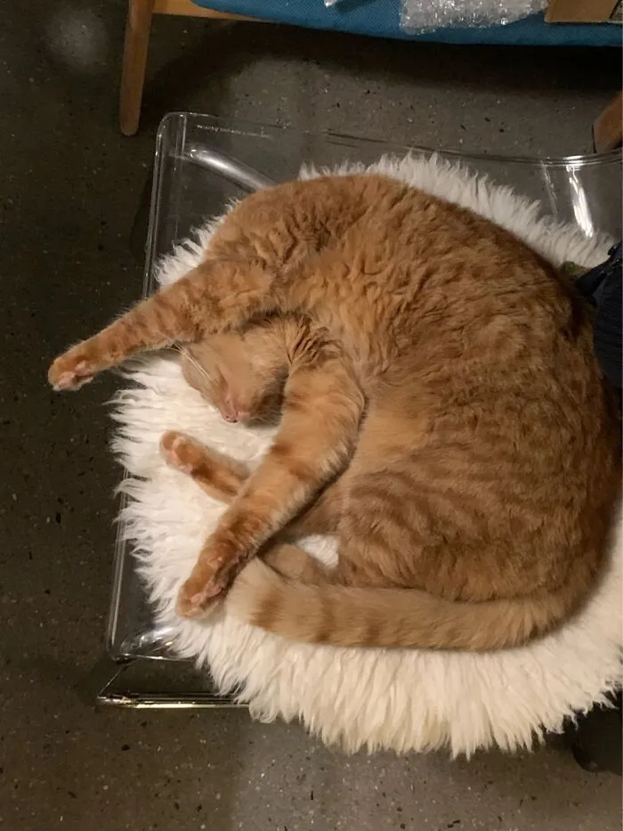 Mr. G Sleeps Weird