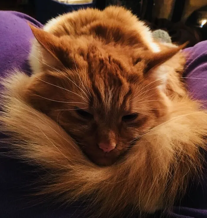 Teddy