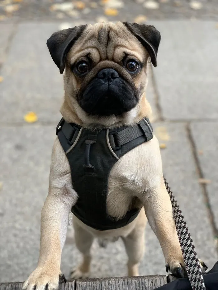 Did Someone Say Cheese?