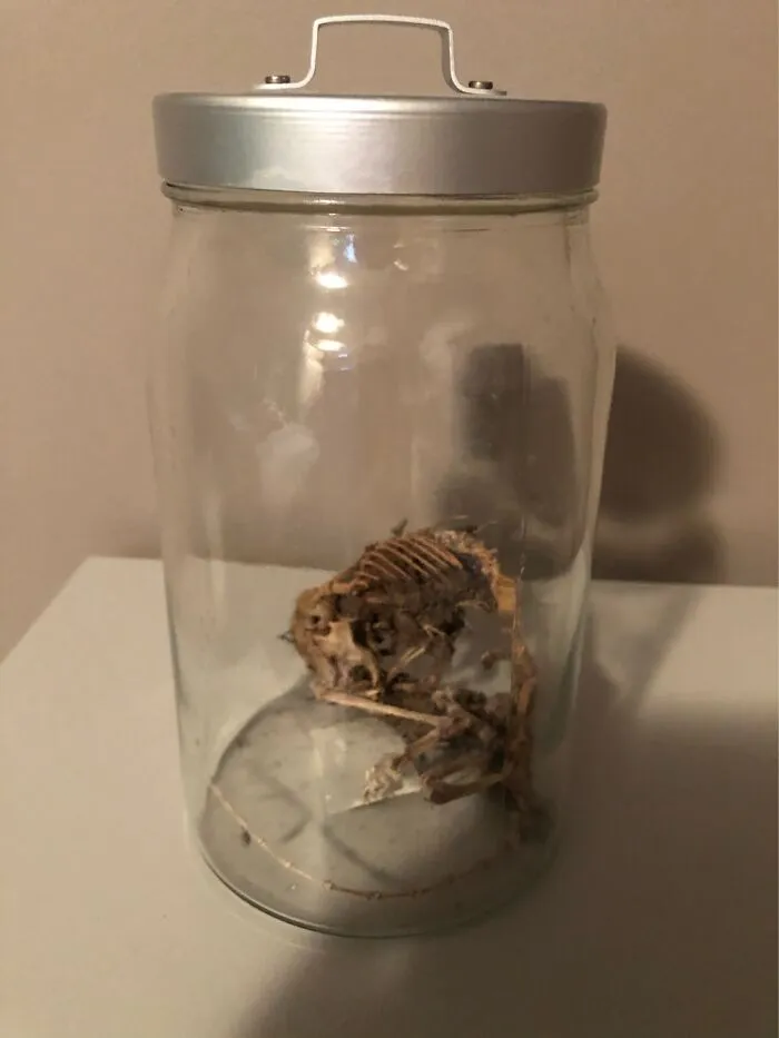 Squirrel Skeleton