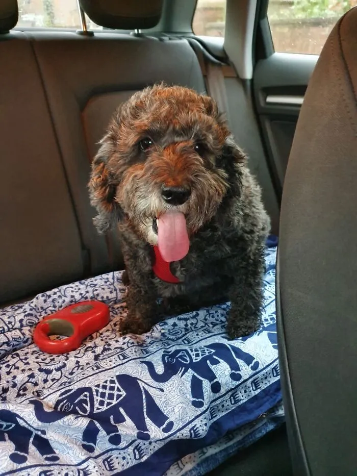 Daisy’s Day Out