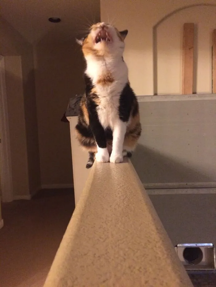 I Was Doing A Photo Shoot With My Cat And She Was Yawning While I Was Taking It. Name:princess