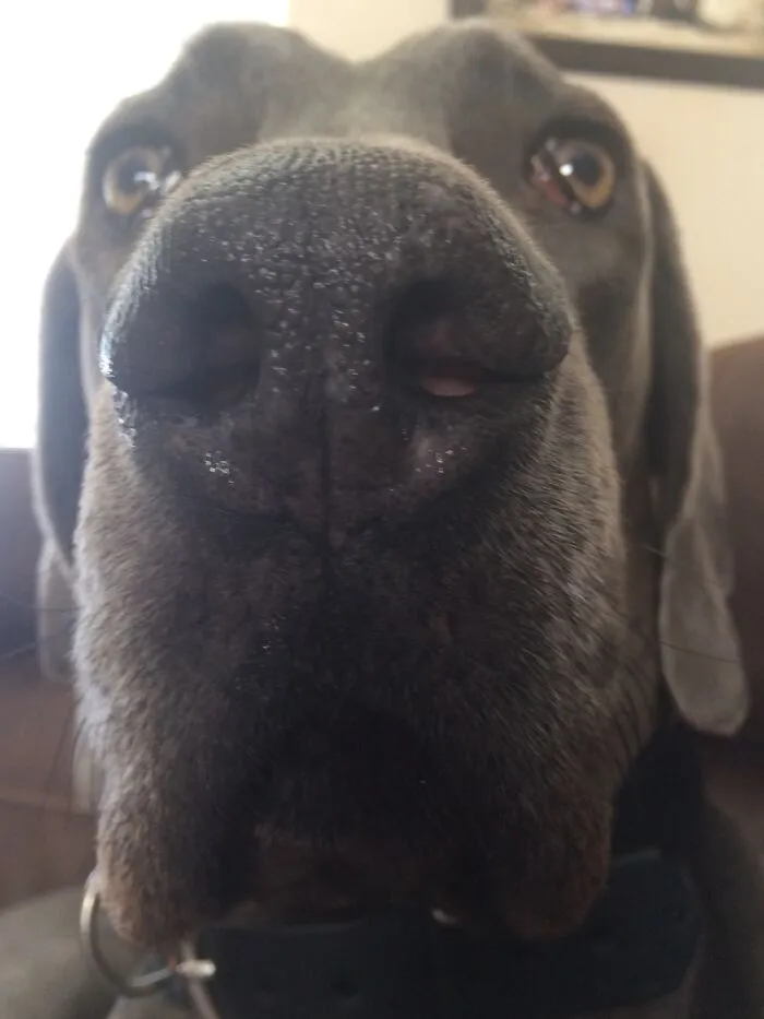 This Is My Baby Leo. He Is 3 And A Great Dane/ Weimaraner. He Is Really Sweet. I Love Him!