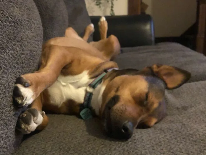 My Rescue Sophie Taking A Snooze 🥺