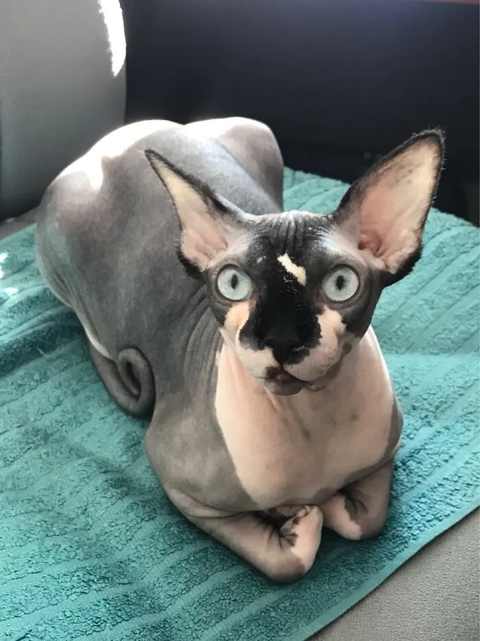 Beautiful Crazy Juju