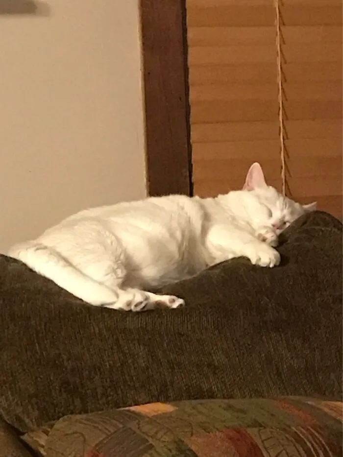 My Sleepy Snowy