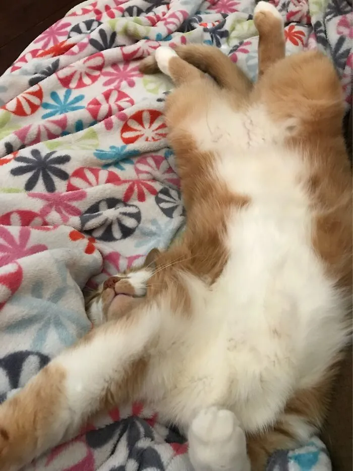 Snuggly Sheamus