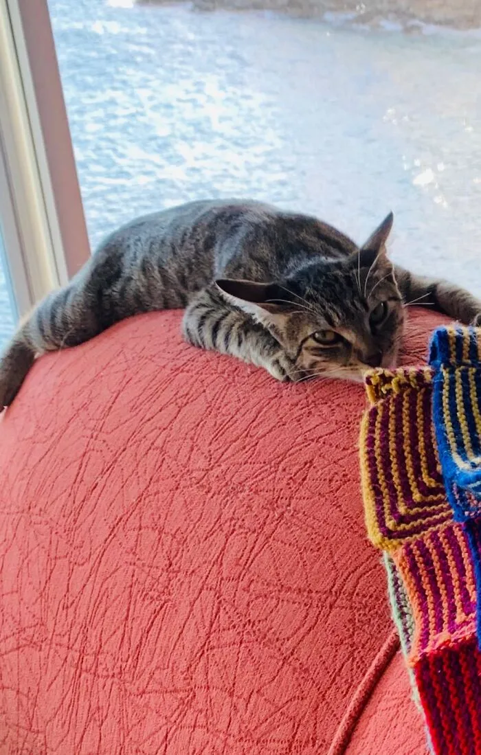 Pancake Cat