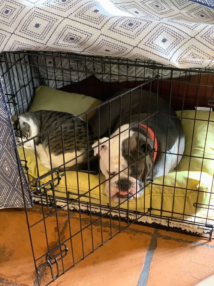 Cellmates