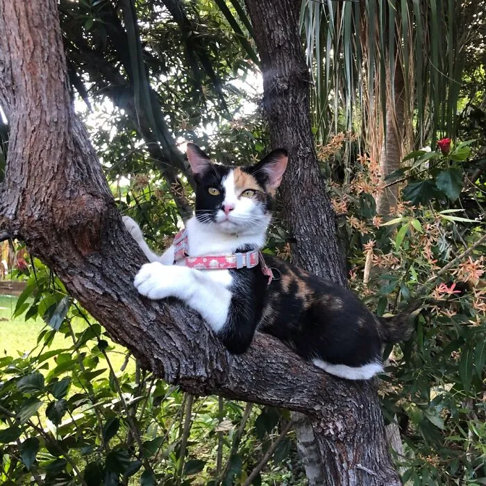 Twice A Day Perla Is Taken Outside, I Just Follow Close By In Case She Gets Spooked.