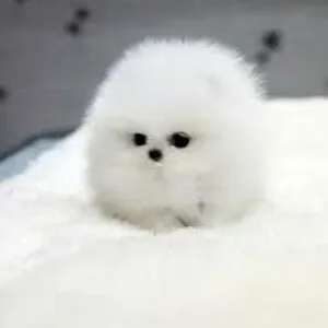 Just a Snowball