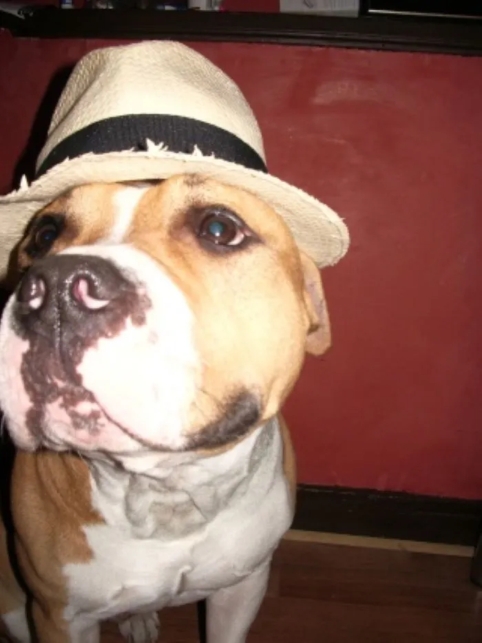 Paw'n Corleone