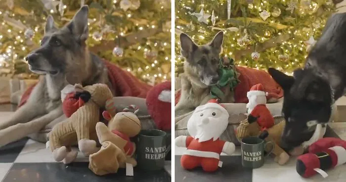 270K Twitter Users Are Adoring Joe Biden’s Dogs' Christmas Video