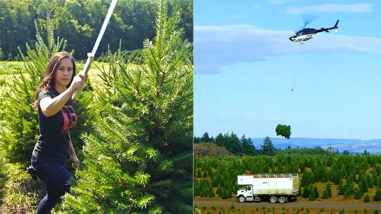 Helicopters + Samurai Swords: What It Takes To Grow Christmas Trees!