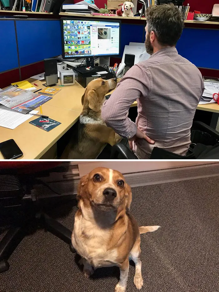 Lost Dog Shows Up Two Days Later At Her Owner's Office