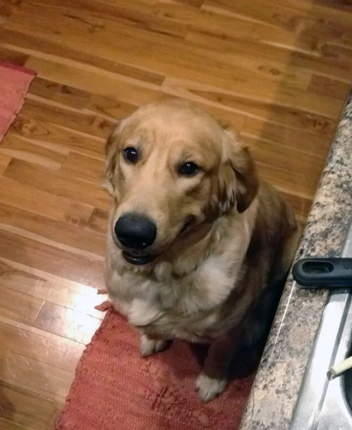 After A Month Of Being Lost In Another State, We've Found Our Dog