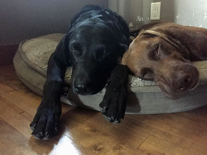 Got Lost And Wound Up Hiking 23 km Yesterday. They've Been Sleeping Since We Got Home
