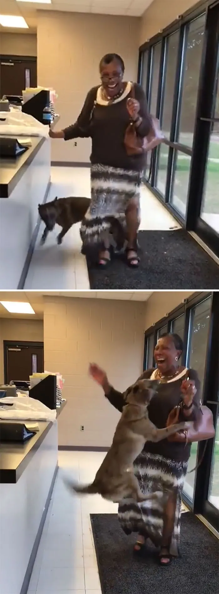 Dog Missing For Over Two Weeks Reunited With Owner At The City Of Jackson Animal Shelter