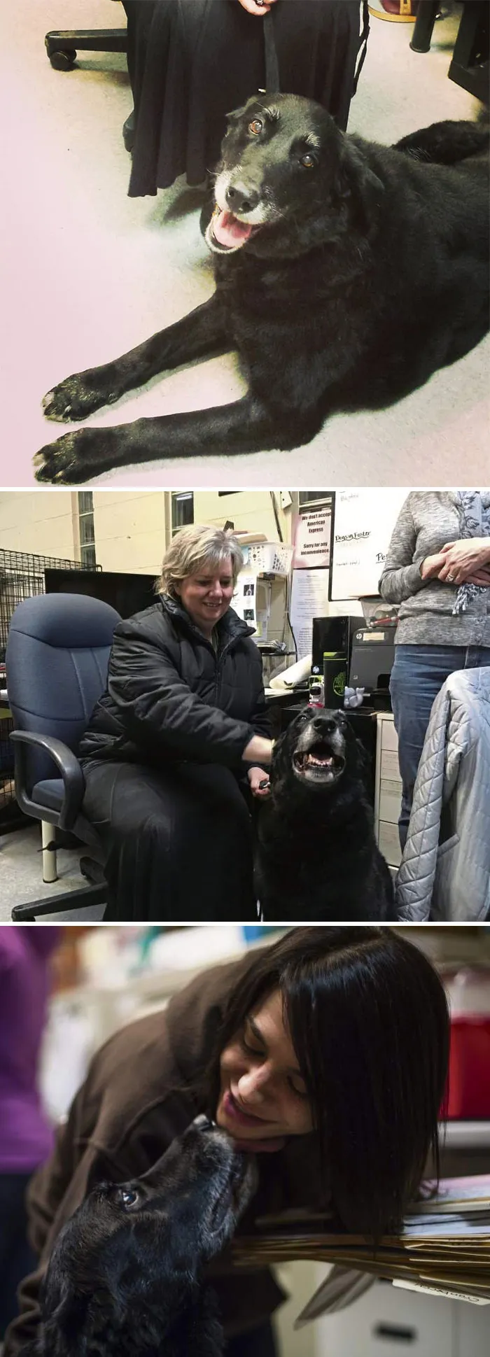 Una familia se lleva la sorpresa de su vida cuando su perro regresa tras desaparecer hace 10 años