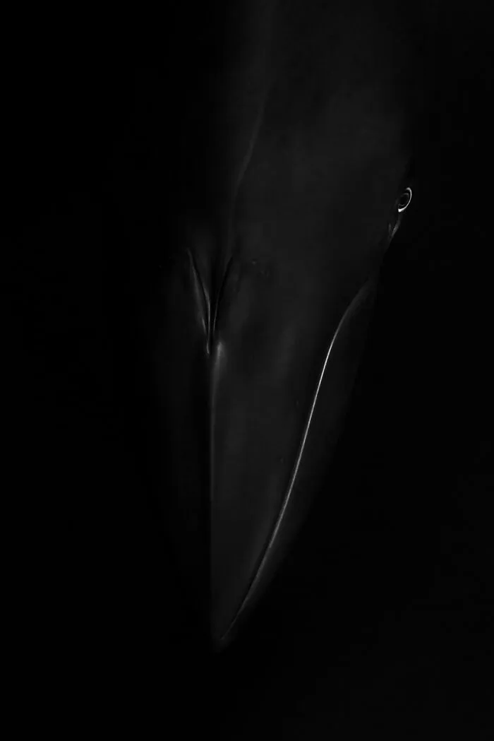Category Animal Portraits: Runner-Up, 'Contact With The Dwarf Minke' By Craig Parry