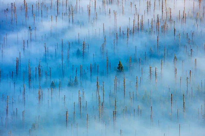 Category Plants And Fungi: Winner, 'Dead Forest' By Radomir Jakubowski 