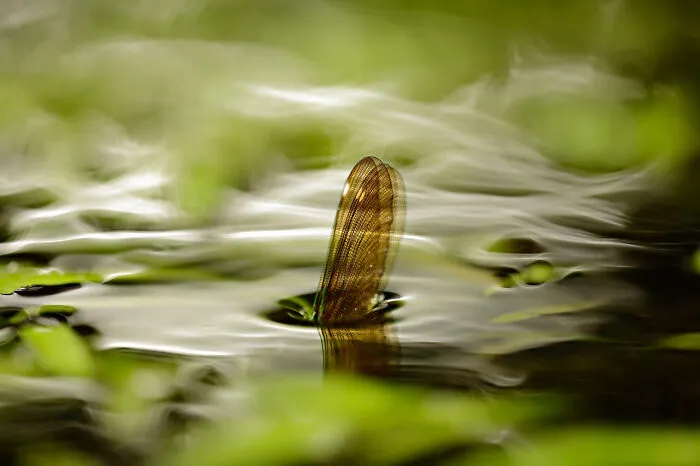 Category Other Animals: Highly Commended, 'A New Immersion' By Ruben Perez Novo 