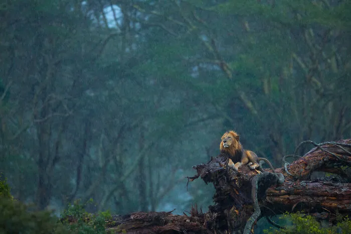 Category Mammals: Highly Commended, 'Heavenly Showers' By Neelutpaul Barua