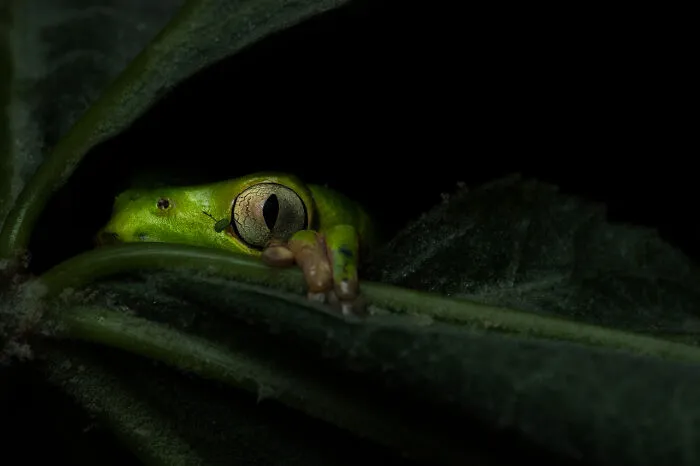 Category Animal Portraits: Winner, "I Can Pass?" By Adriana Claudia Sanz