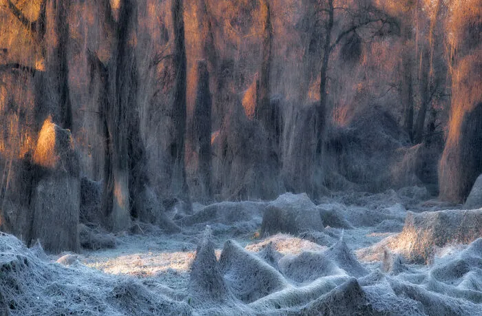 Category Landscapes: Winner, 'Il Bosco Incantato' By Stanislao Basileo